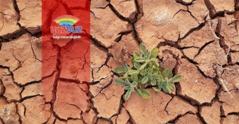 Küresel Isınmayı Azaltmak İçin Neler Yapılabilir?