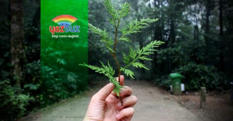 Ekoloji ve Ekosistem Nedir?