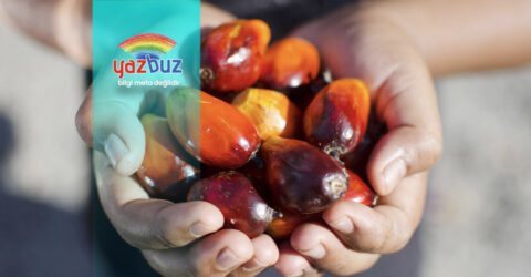 Palm Yağı Nedir ve Nelerde Palm Yağı Var?