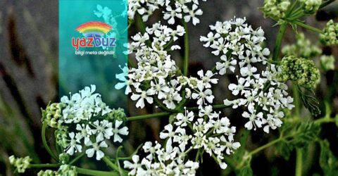 Abdestbozan Otu Faydaları