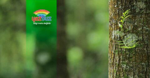 Abanoz Ağacı Faydaları ve Özellikleri