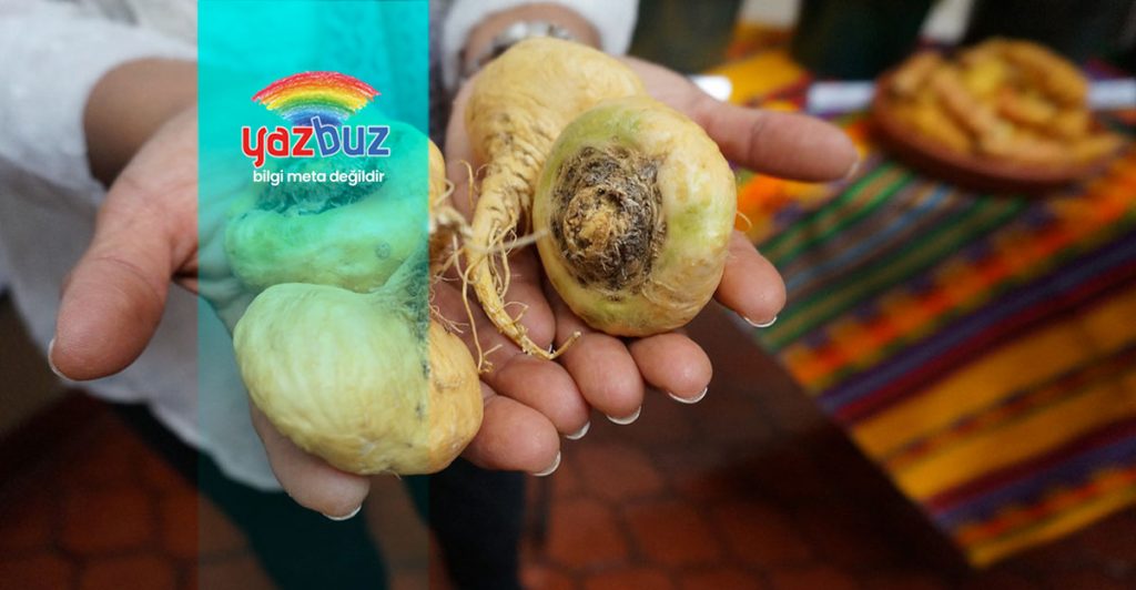 maca (Lepidium Meyenii) faydaları ve zararları nelerdir