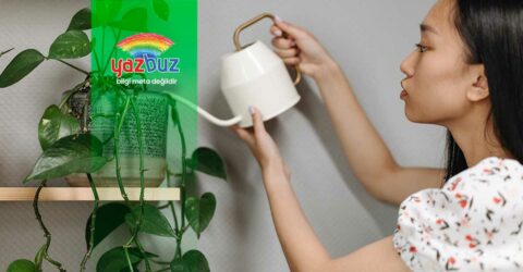 Bakımı en kolay 15 bitki