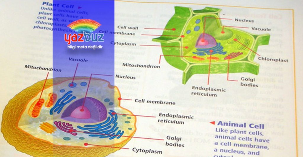 Bitki ve hayvan hücresi arasındaki farklar