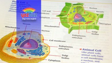 Bitki ve hayvan hücresi arasındaki farklar