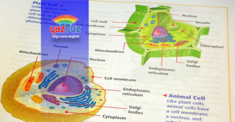 Bitki ve hayvan hücresi arasındaki farklar
