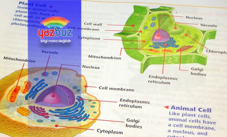 Bitki ve hayvan hücresi arasındaki farklar