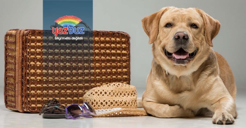 Evcil Hayvanla Nasil Seyahat Ederiz
