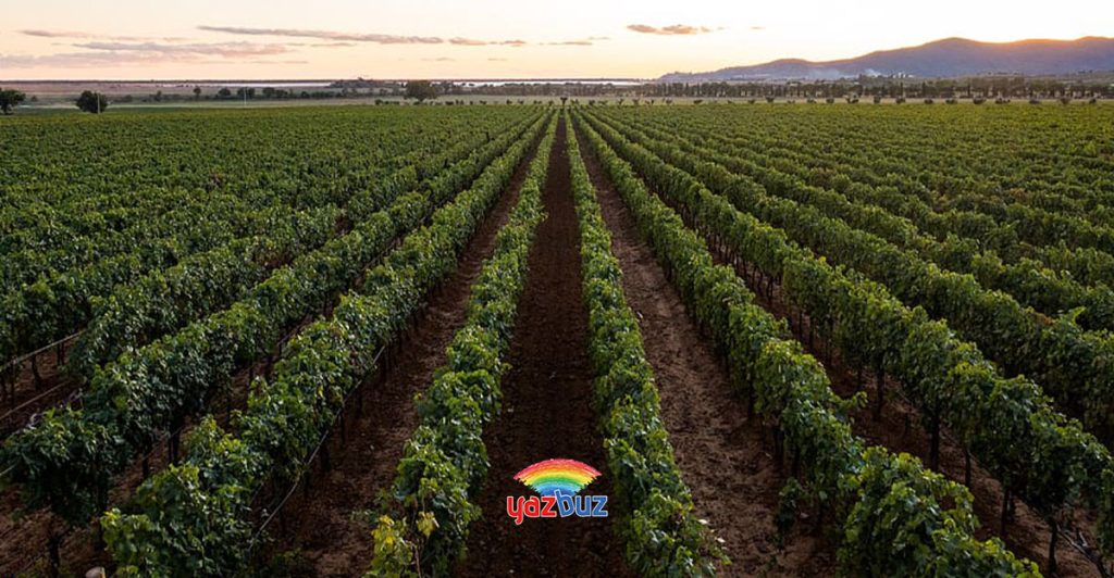 Mendoza Şarap Bölgeleri