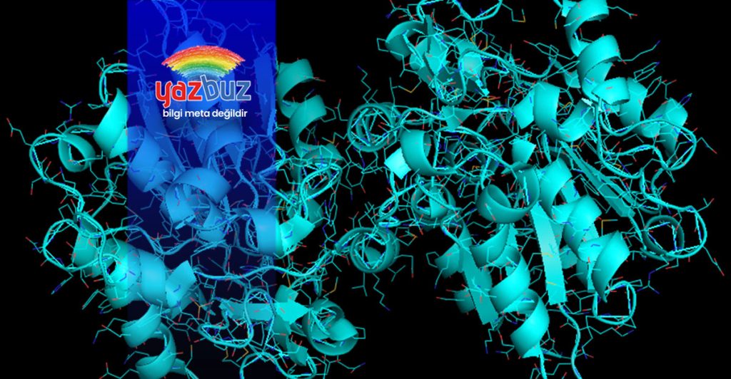 Enzim Nedir? Enzim Çeşitleri Nelerdir?