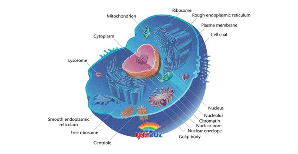 Hayvan Hücresinde Bulunan Organeller Nedir?