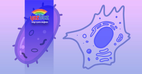 Ökaryot nedir? Prokaryot Hücreden Farkı Ne?