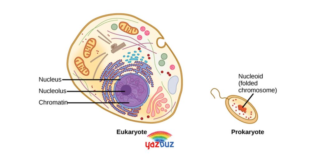 Prokaryot ve Ökaryot Hücreler Ortak Özellikleri