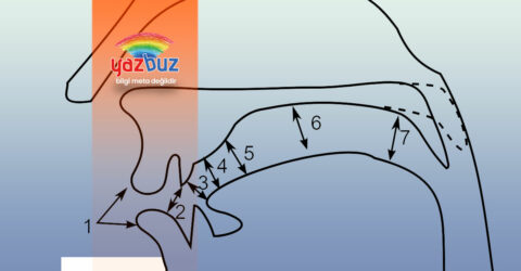 Artikülasyon nedir