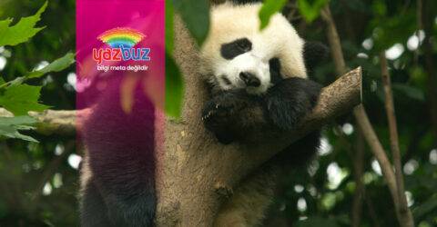 soyu tükenmekte olan hayvanlar