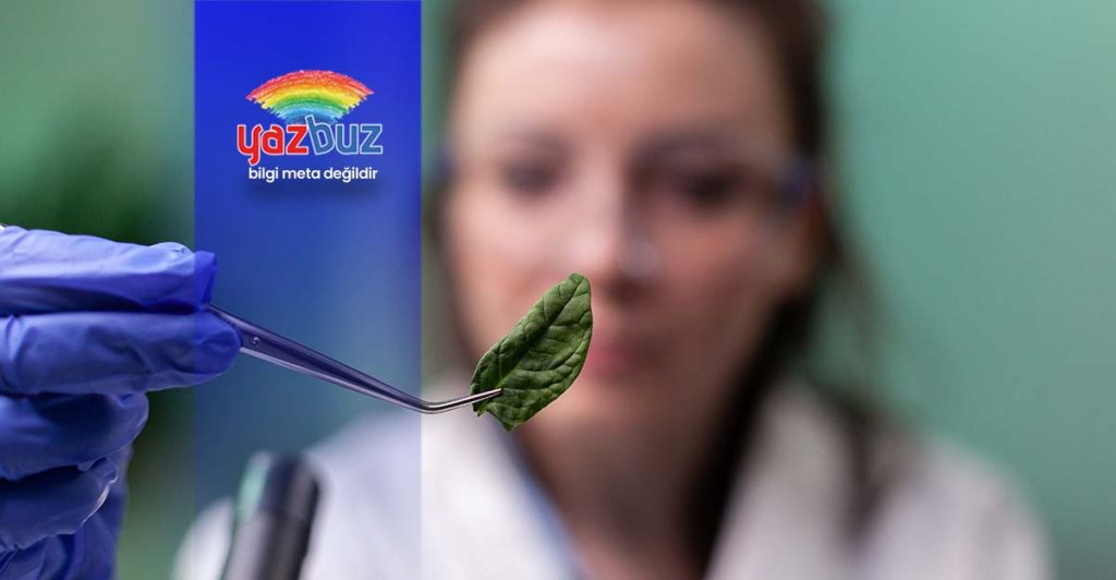 Biyolojide Ekoton Nedir?