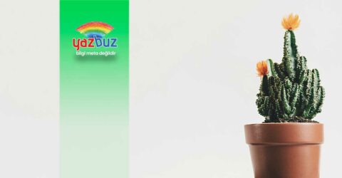 Yılan kaktüs ne zaman çiçek açar?