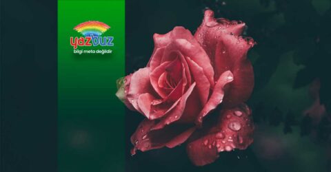 Gül yaprakları neden sararır?