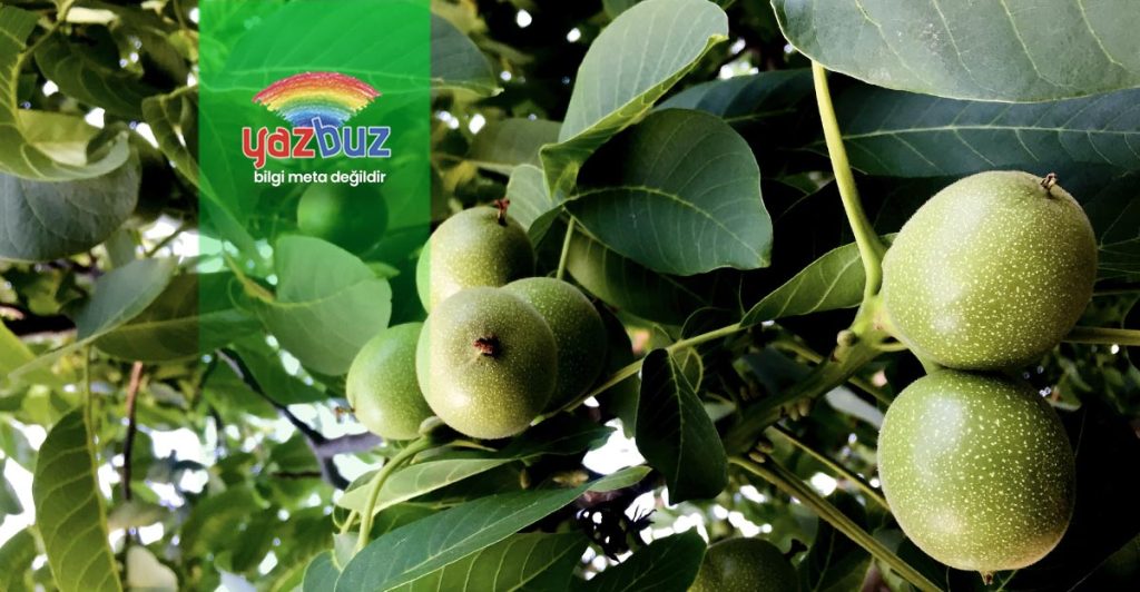 Ceviz ağacı budama