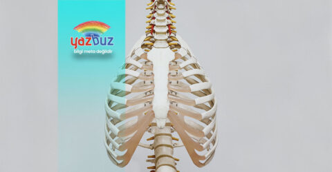 İki kaburga arasında sertlik