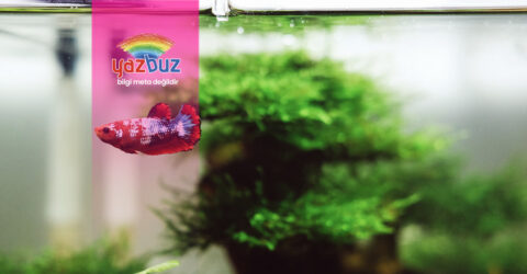 Akvaryum Suyu Neden Sararır