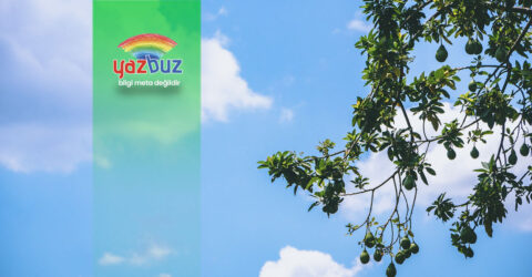 Avokado Ne Zaman Ekilir