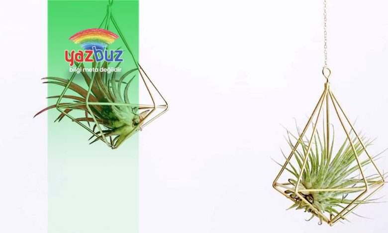 Kokedama