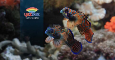 Baliklar Neden Dibe Coker