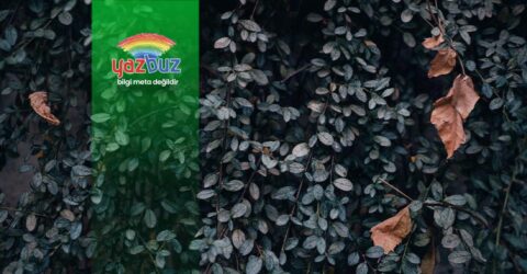 Bitkilerin yaprak uçları neden kurur