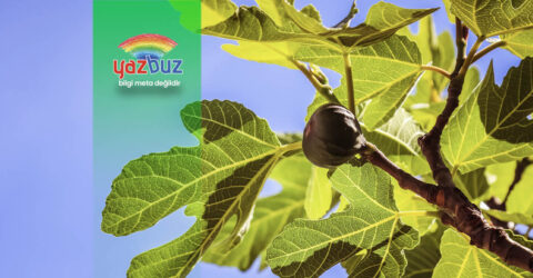 İncir Fidani Ne Zaman Dikilir