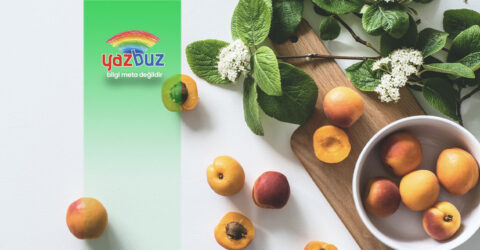 Kayisi Cekirdegi Ne Zaman Ekilir