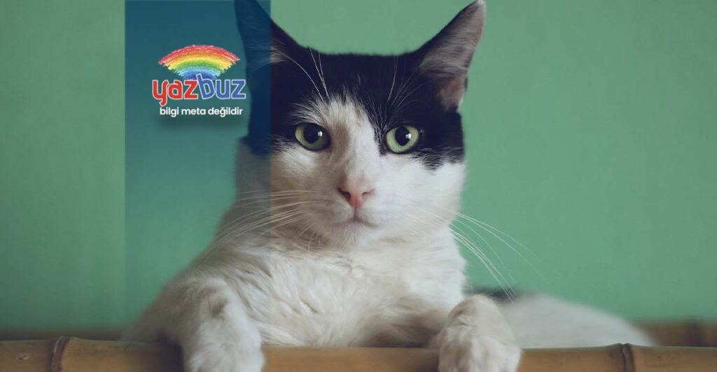 Kedilerde Pati Sismesi