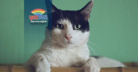 Kedilerde Pati Sismesi