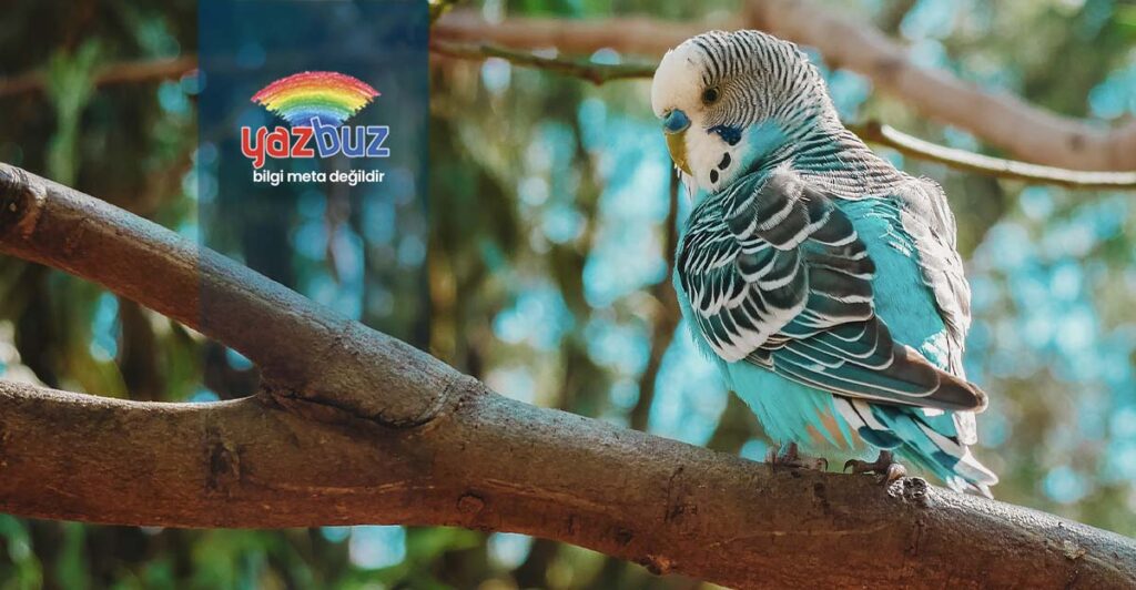 Muhabbet Kusu Neden Kabarir ve Kasinir