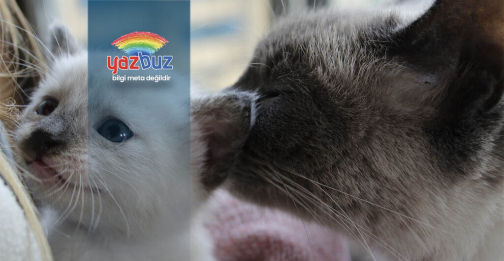 Anne kedi yavrularını neden ısırır