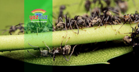 Biber Boceklenmesine Ne İyi Gelir