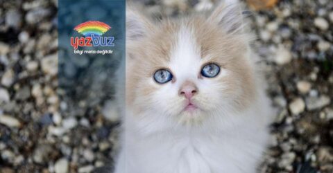 Kedilerin Burnu Neden Beyazlar