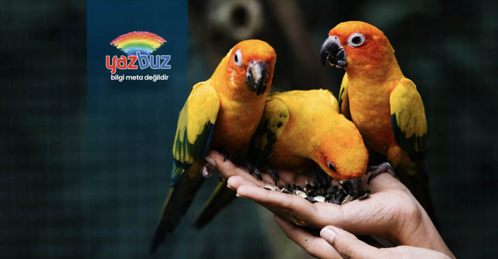 Muhabbet kuşu ölmeden önce ne yapar