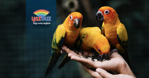 Muhabbet kuşu ölmeden önce ne yapar