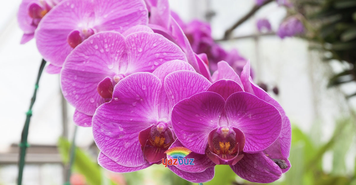 Orkide Yapraklari Neden Sarkar
