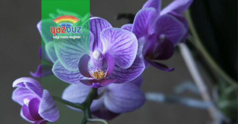 Orkidenin Yapraklari Neden Sarkar