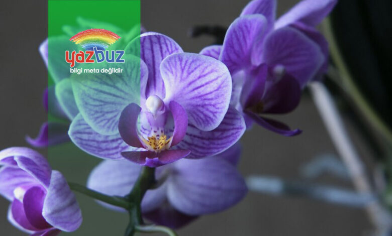 Orkidenin Yapraklari Neden Sarkar