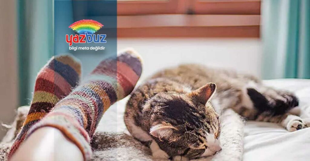 Kediler Neden Ayak Koklar? Neyin Göstergesidir?