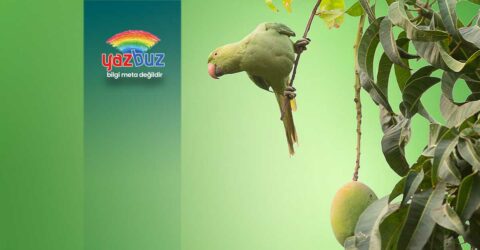 Muhabbet Kuşu Neden Ağzını Açıp Kapatır?