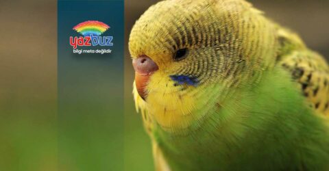 Muhabbet Kuşu Neden Kafa Sallar?