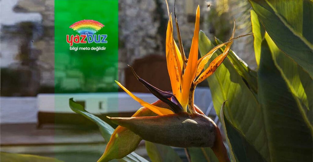 Starliçe Bakımı: Sulama, Doğru Konumlandırma ve Çoğaltma