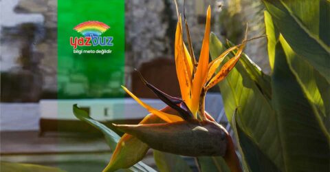 Starliçe Bakımı: Sulama, Doğru Konumlandırma ve Çoğaltma