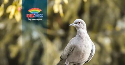 Yavru Güvercin Ne Yer? Nasıl Beslenir?