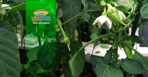 Domates Neden Çiçek Döker?