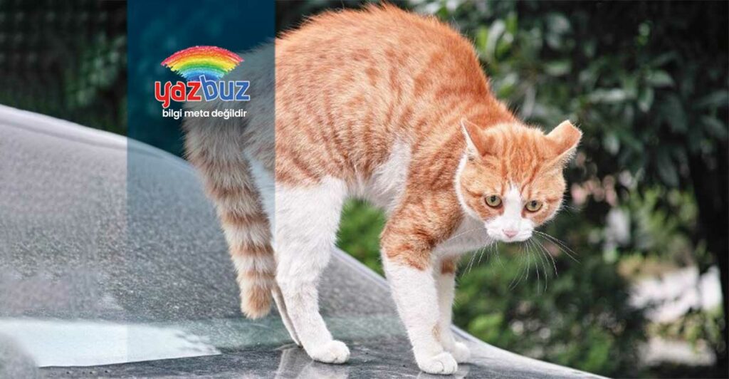 Kediler Neden Sırtını Kamburlaştırır?